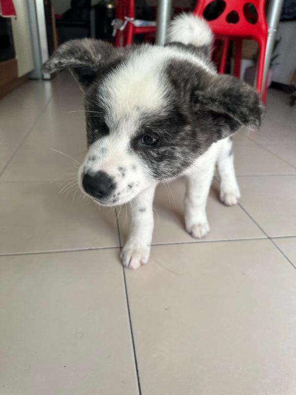 URGENTE cucciola di Akita - media 5